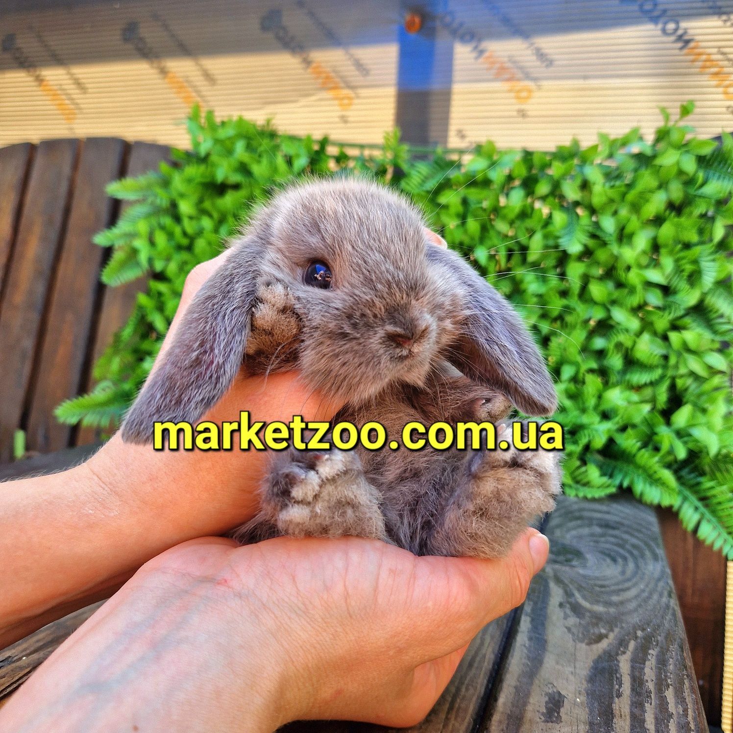 карликовые кролики мини мiнi mini lop вислоухие баранчики висловухий