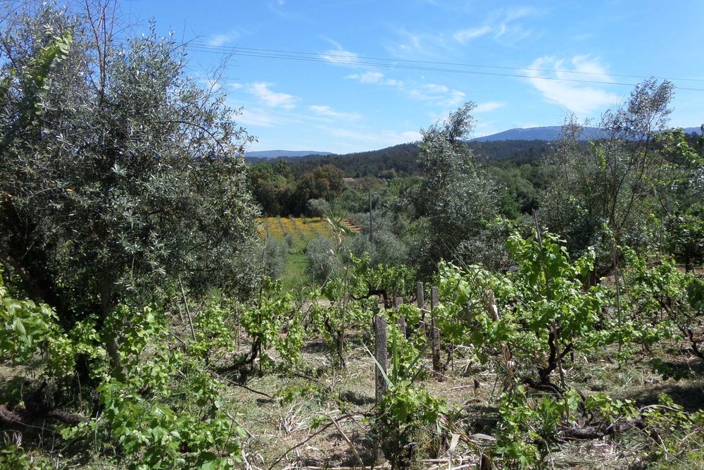 Terreno para moradia Miranda do Corvo