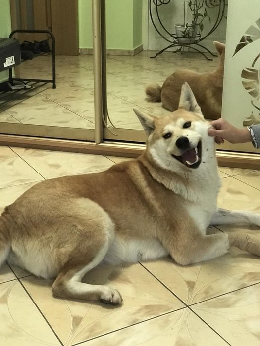 Шукає сімю акіта іну