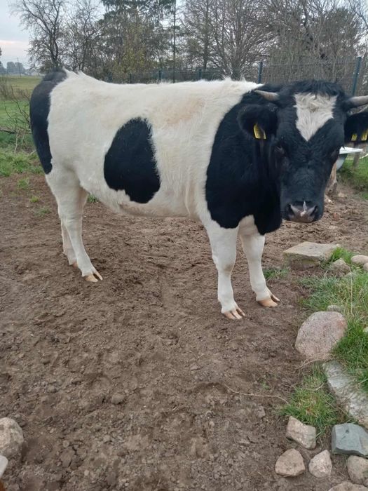 Jałówki wysokocielne