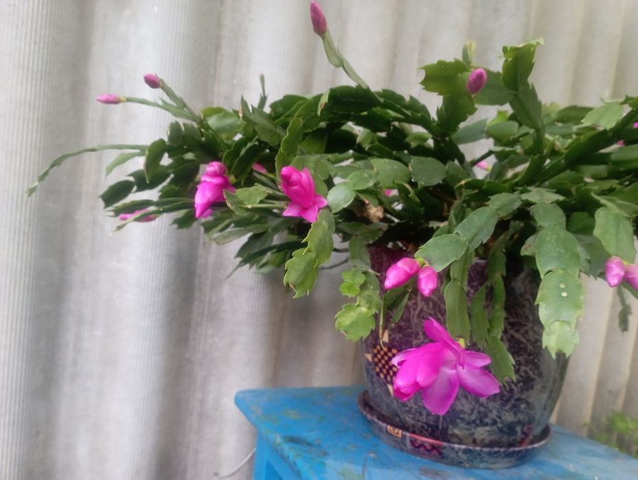 Різдвяник кактус