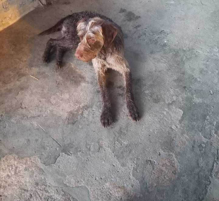 Cãozinho muito amigável para adoção