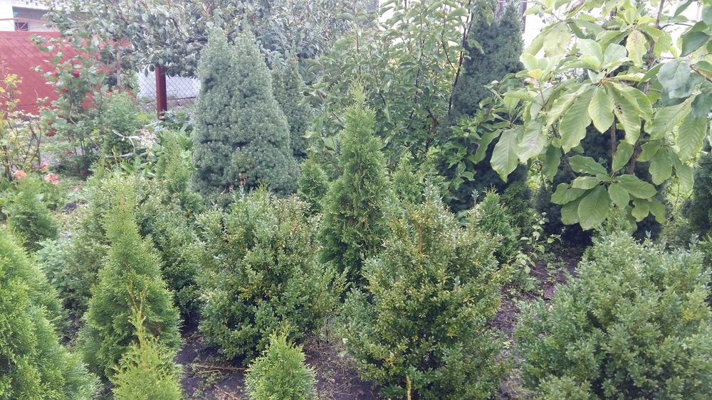Смарагд Туя 0,5-2м,ялівець козац,коніка,самшит,хризантеми