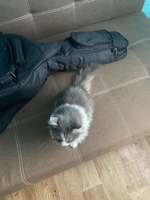 Кішечка в добрі руки (Сміла, Черкаська обл.)