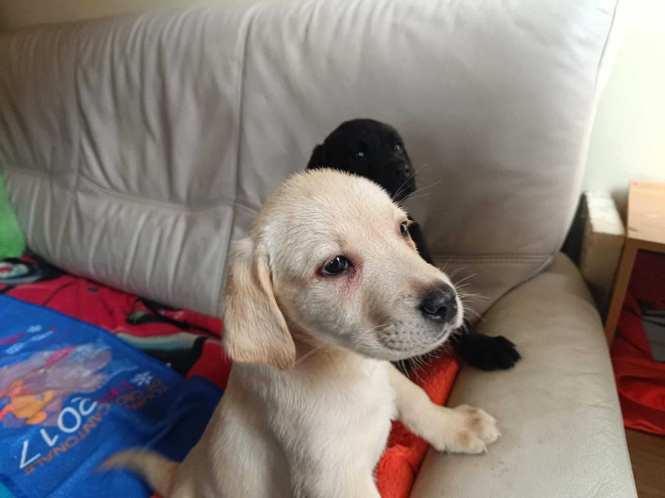 Labrador szczeniak [Bielsko-Biała]