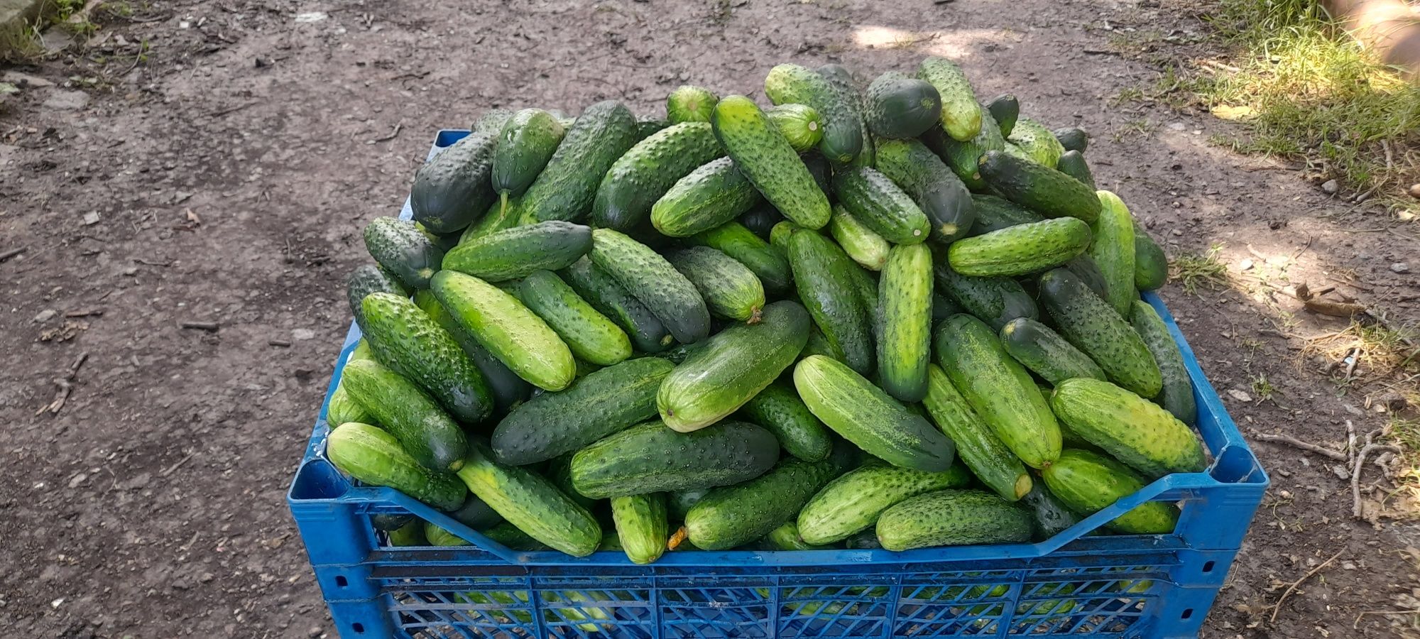 Продам Огірки домашні.