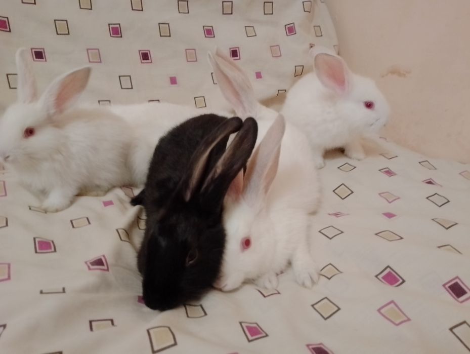 Продам м'ясних кроликів