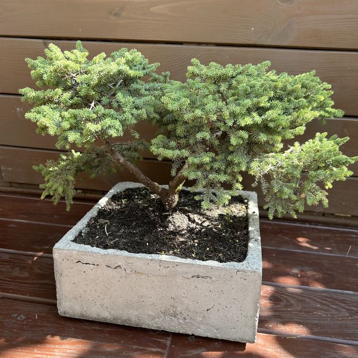 Donica ręcznie wykonana bonsai swierk mini