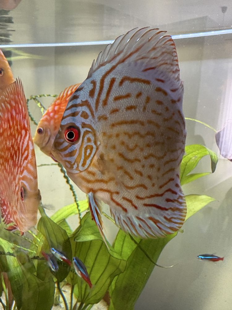 Dyskowiec red turkus
