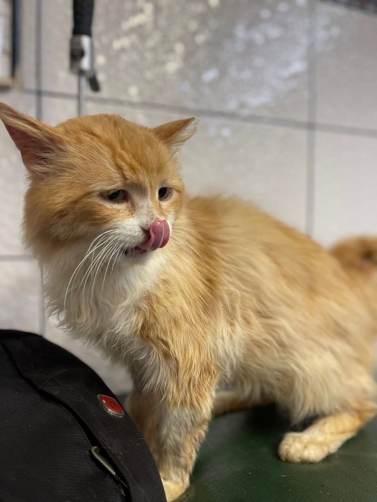 Руденький котик шукає дім