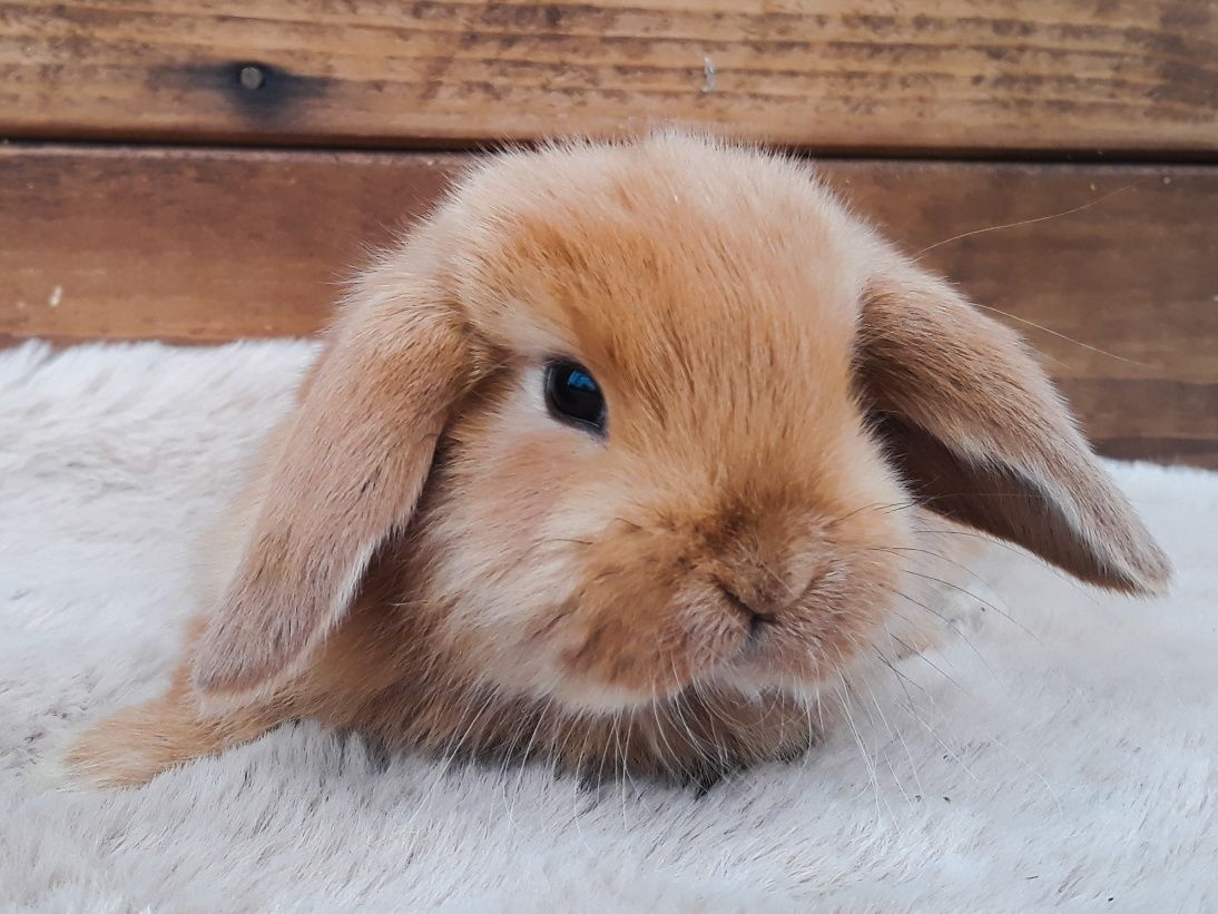 Królik karzełek baranek czerwony mini lop