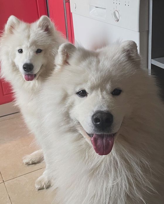 Продам саму білосніжну шерсть самоїда.