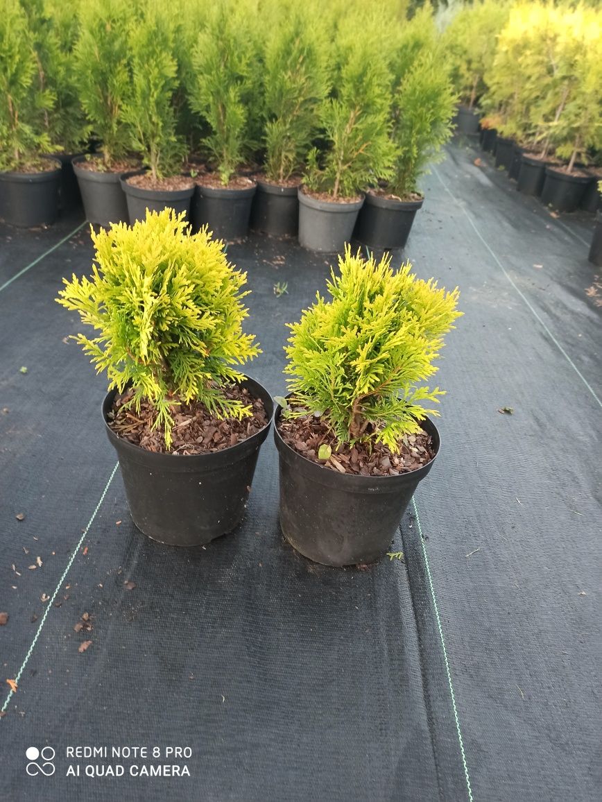 Thuja Danica Aurea