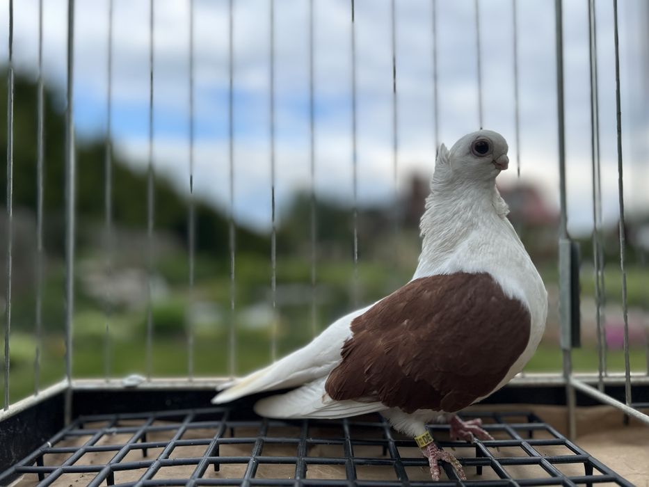 Gołębie ozdobne. Mewka polska samiczka 2023.