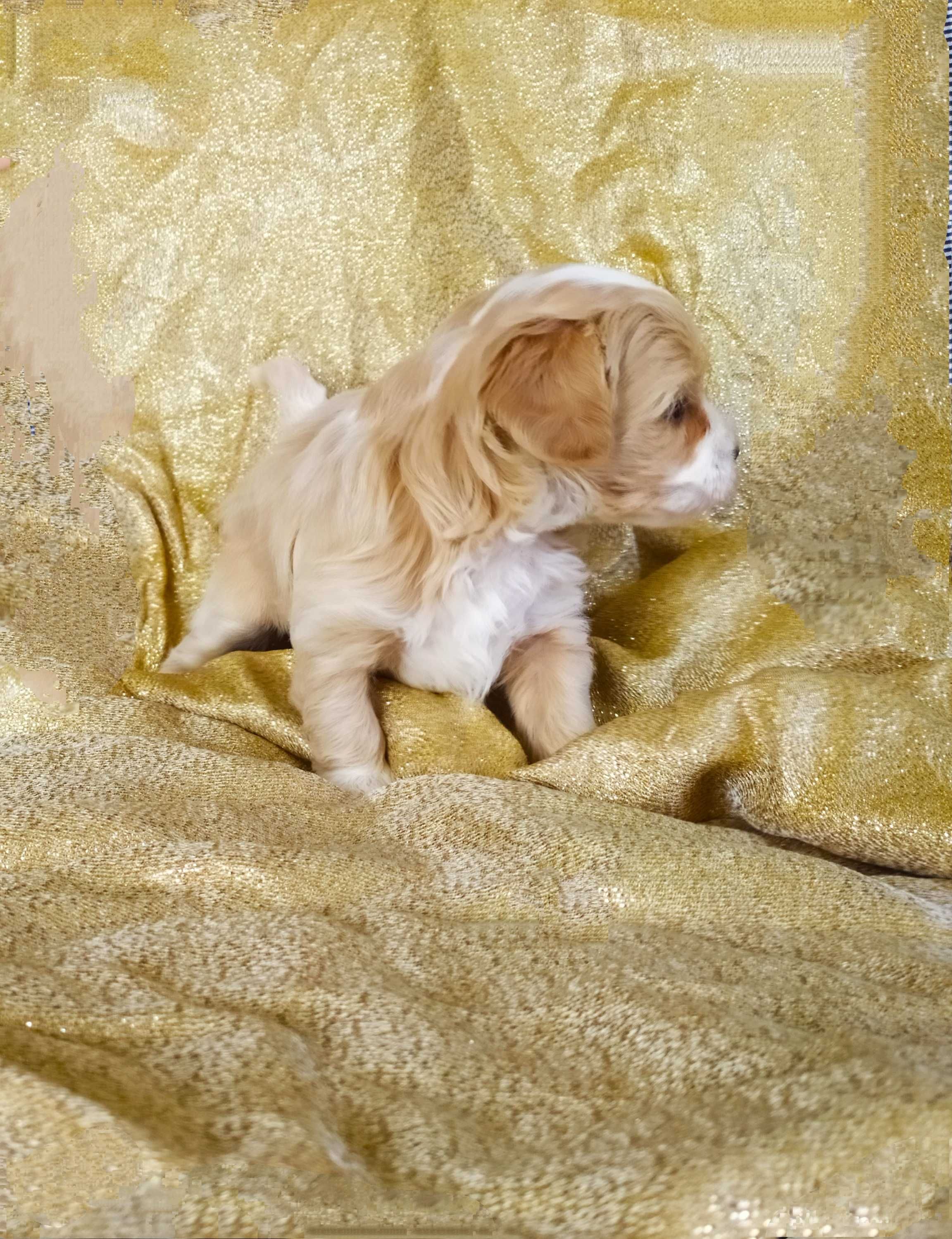 piesek maltipoo f1 po pudel toy i maltańczyk rodowod