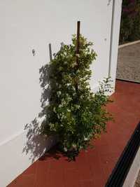 Murta-de-cheiro - Murraya paniculata em vaso - Lote de 5 plantas