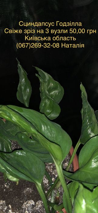 Сциндапсус, епіпремнум, потос види. Філодендрон