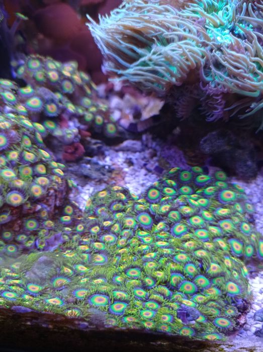 Zoanthus rasta, zoa, akwarium morskie, akwarystyka.