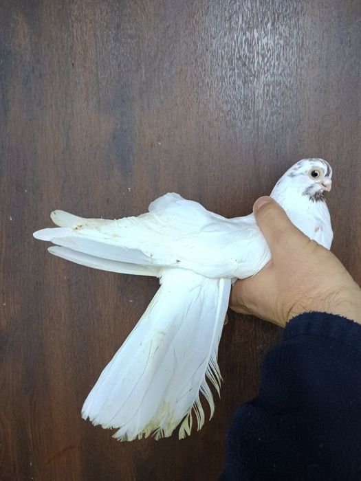 Gołębie zamojskie 
Gołębie po pełnej profilaktyce.
Cena