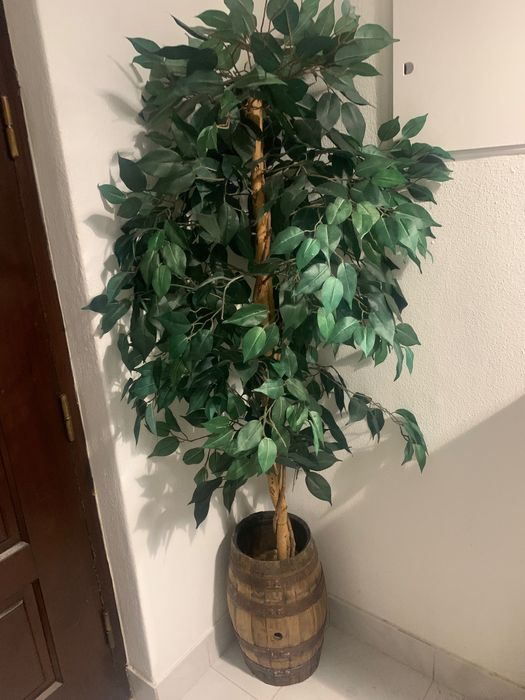 Planta com folhas falsas