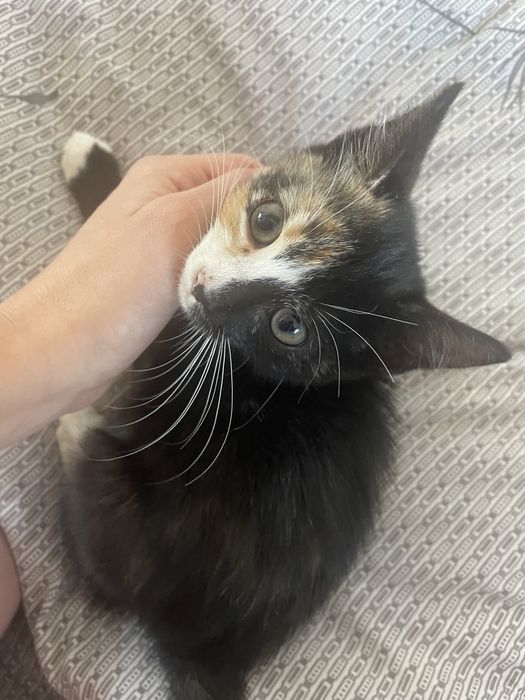 Маленьке кошенятко дівчинка