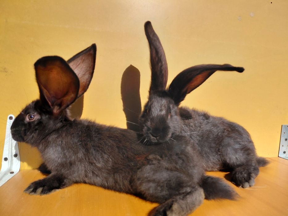 Sprzedam belgi czarne i żelaziste