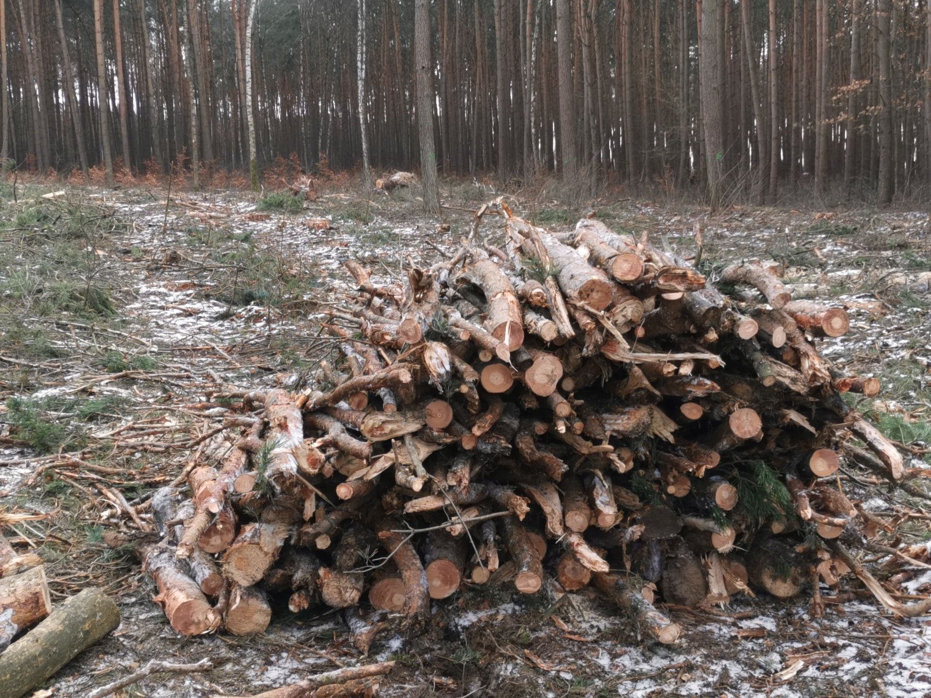 Drewno opałowe sosnowe