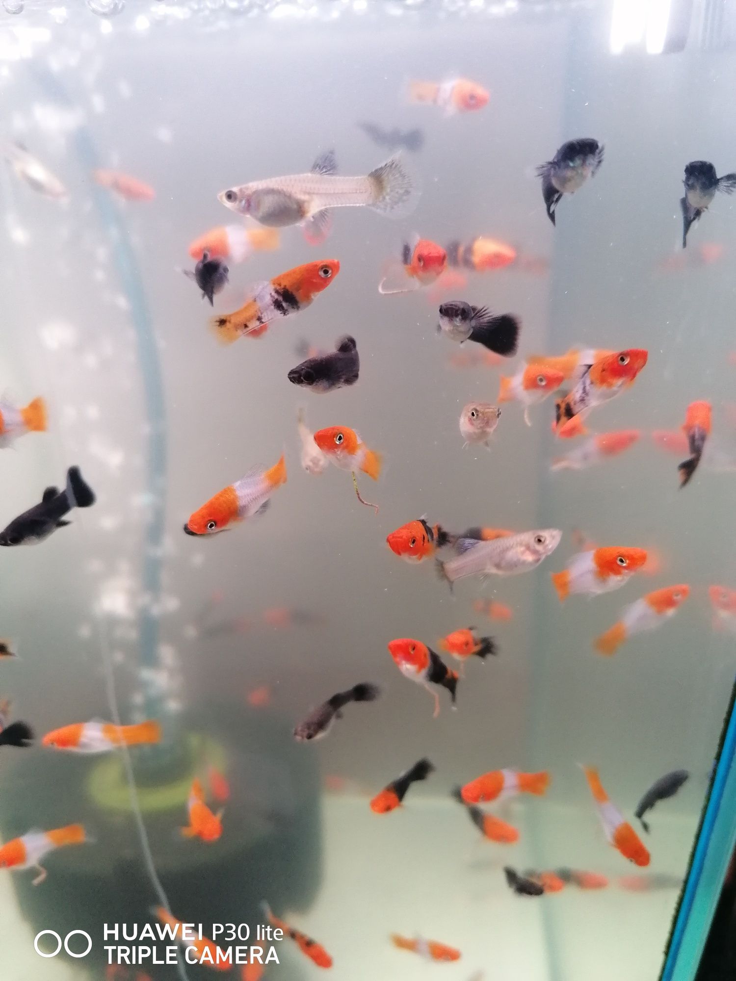 Mieczyki Koi Kohaku  Tricolor Pomarańczowo Czarne