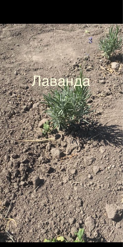 Продаж туй ,гортензій ,лаванди та інш