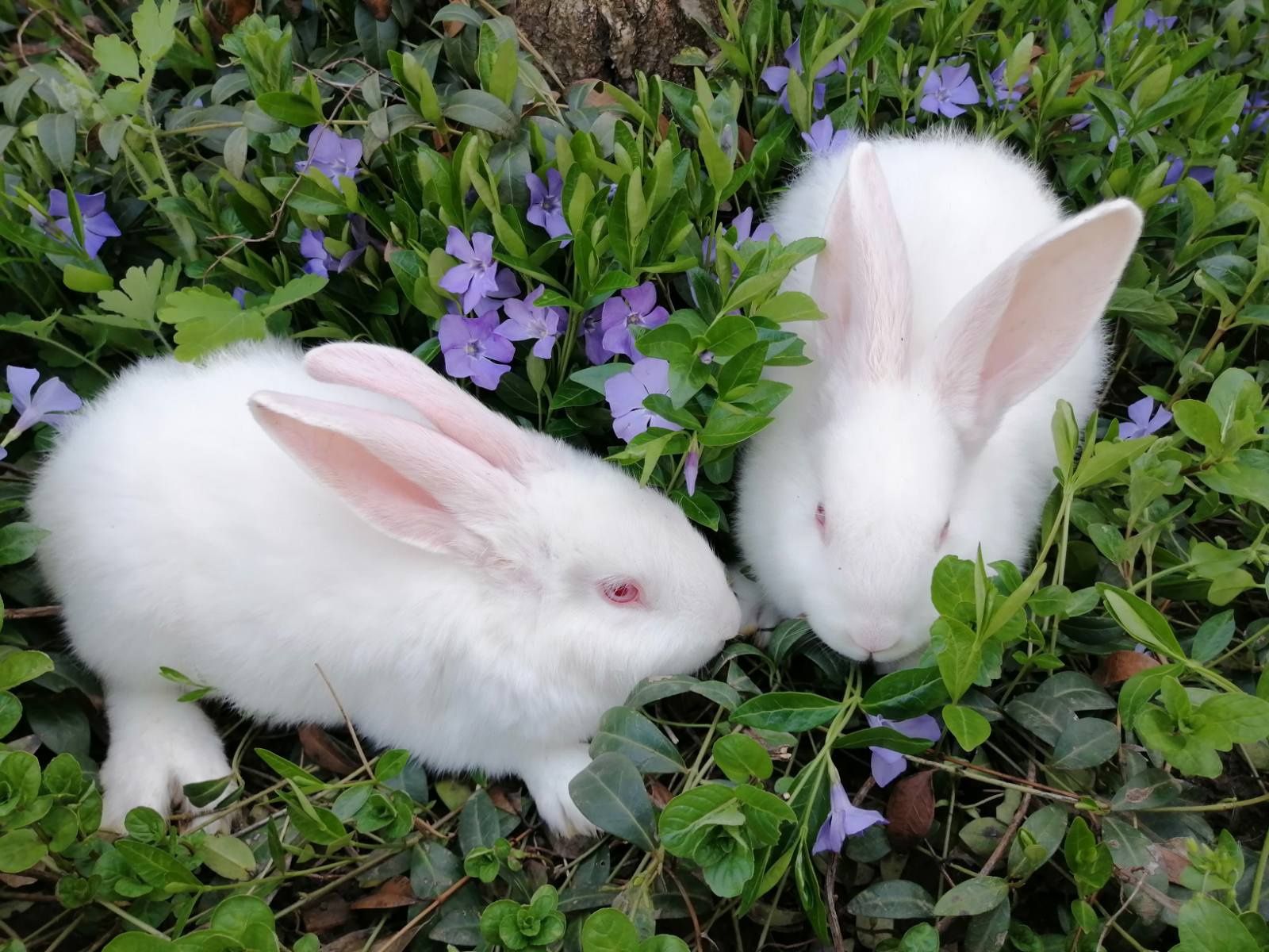 Кролики порода  Панон