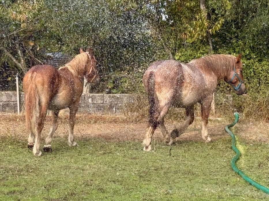 Poldro Breton Francês