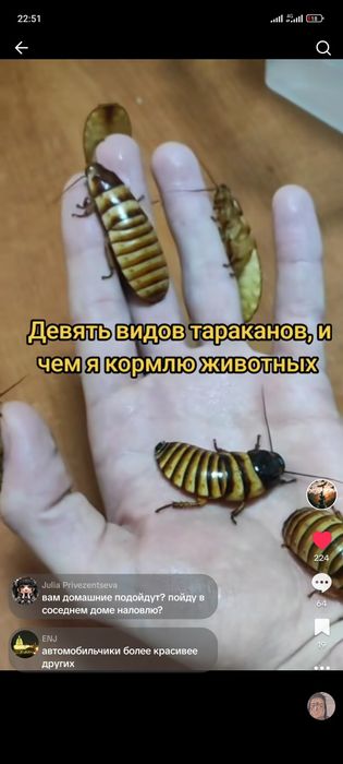 таракан, сверчок, корм, туркменский, мраморный и Аргентинский.