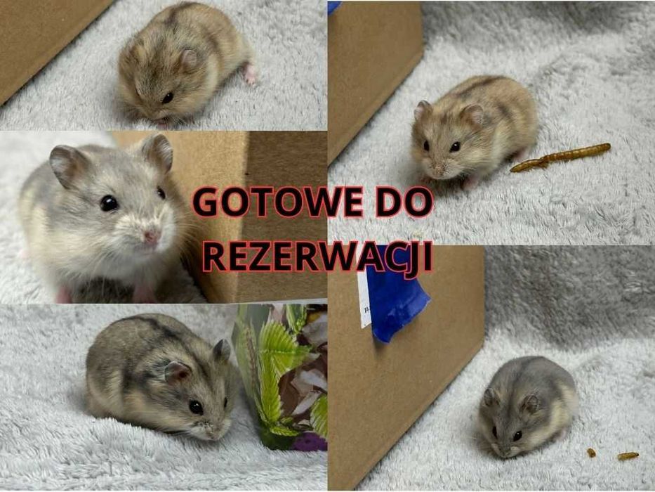 Chomik, chomiki, chomik campbella, rodowodowe chomiki campbella