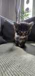 Maine Coon Nad Stawami /