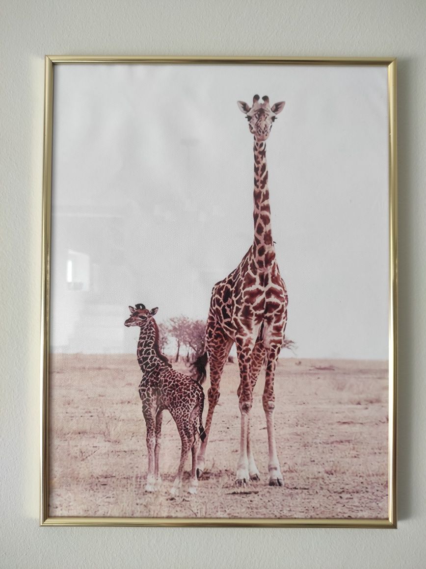 Trzy obrazy na płótnie 30x40 safari zwierzęta