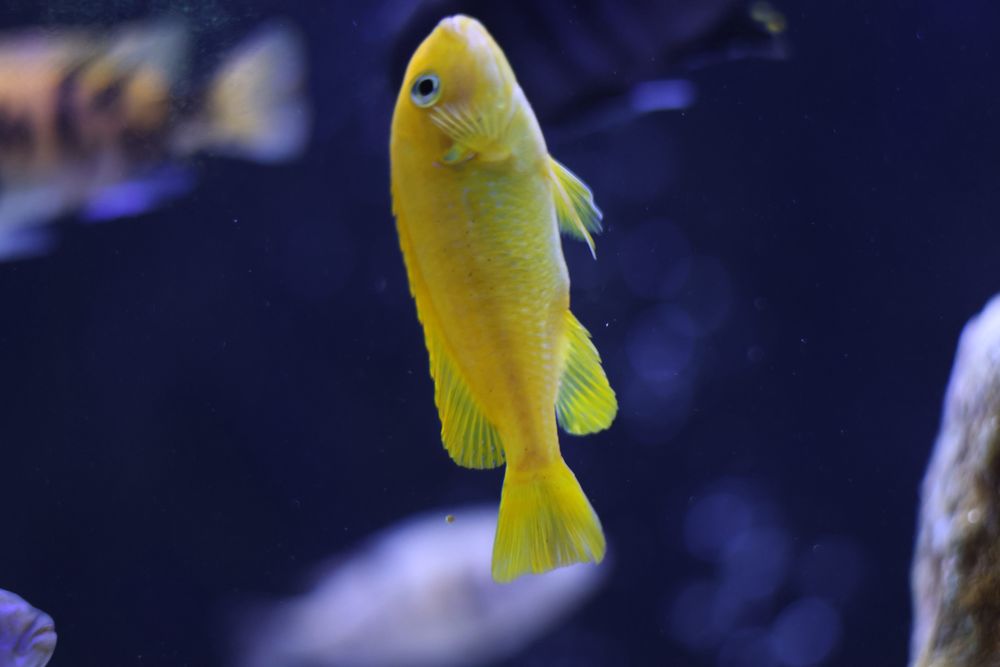 Pseudotropheus saulosi (M/F) - Ciclídeos Africanos