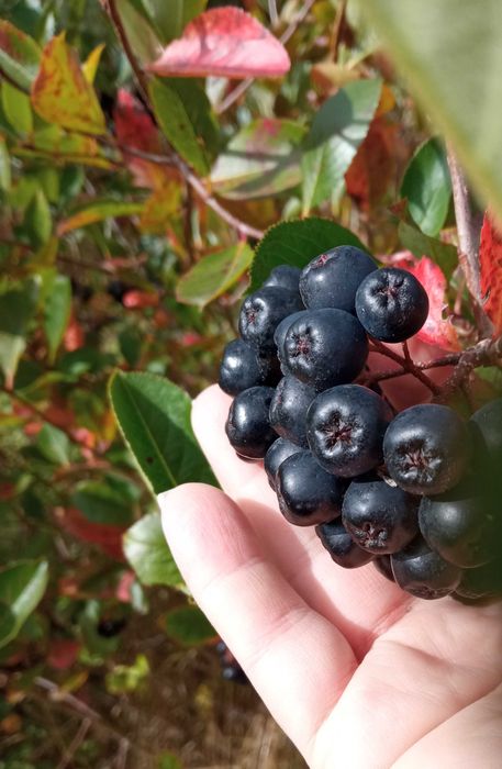 Aronia z warmińsko-mazurskiego odbiór Gdańsk zbierana ręcznie