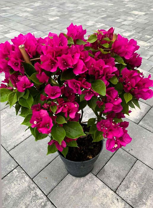 Bugenwilla na Drabince – Wys. 58cm z Doniczką