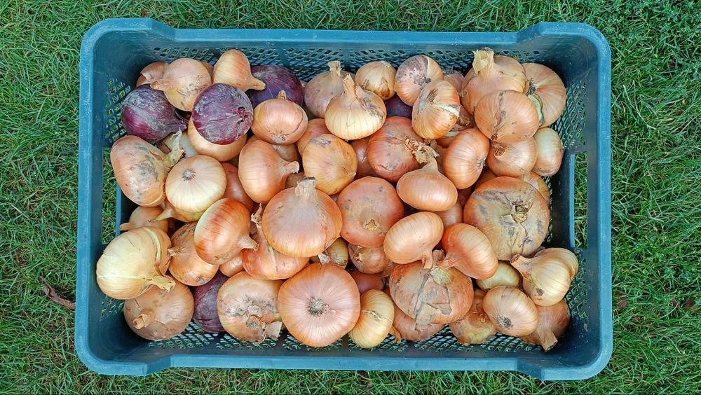 Cebula własnej uprawy