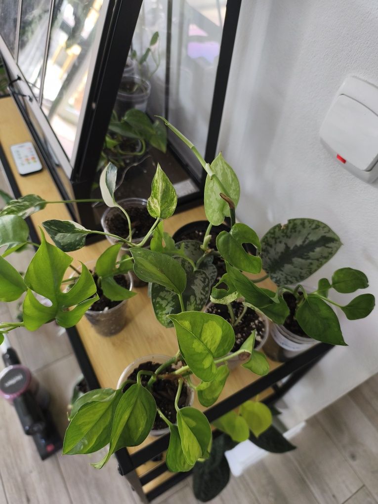 Epipremnum monstera minima zestaw roślin scindapsus