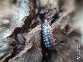 Armadillidium werneri 20os stonogi