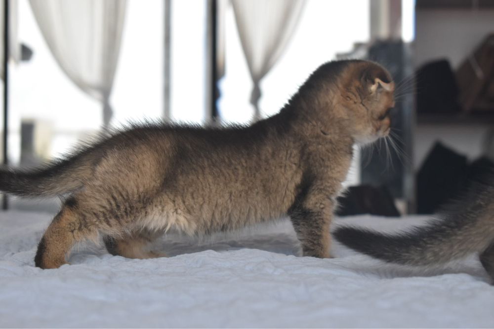 Scottish Fold golden chinchila macho