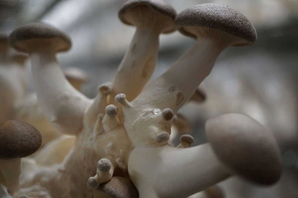 Мицелий Вешенки королевской (эринги)