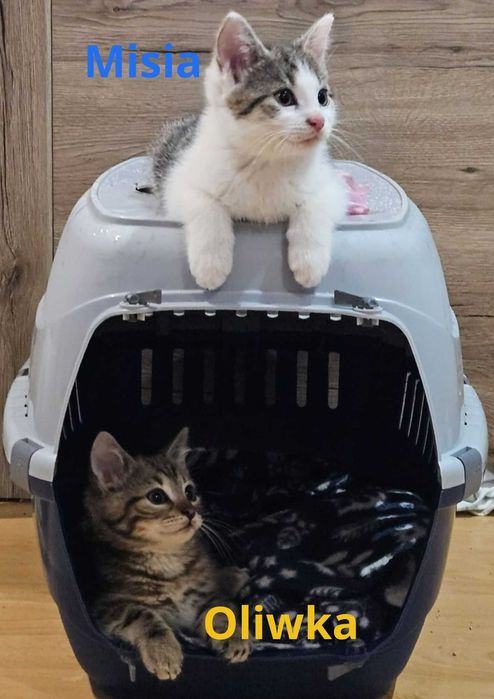 Oddam za darmo trzy urocze kotki :)