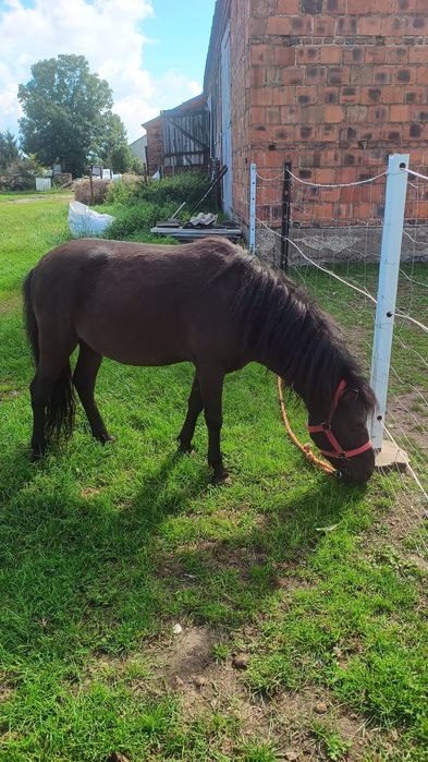 Sprzedam konia ogierek lub zamienię na klacz