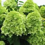 Hortensja bukietowa 'Little Lime' (Hydrangea paniculata 'Little Lime')