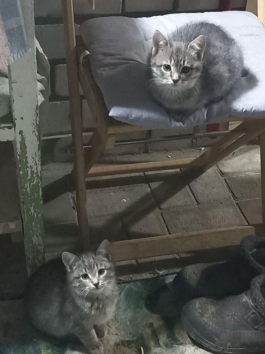 Кошенята в добрі руки.