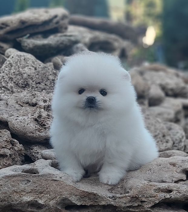 Очаровательная девочка померанского шпица