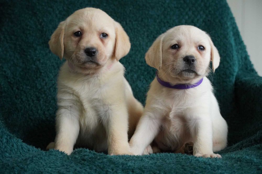 Labrador Retriever biszkoptowa żółta biała SUNIA ZKwP FCI rodowodowa