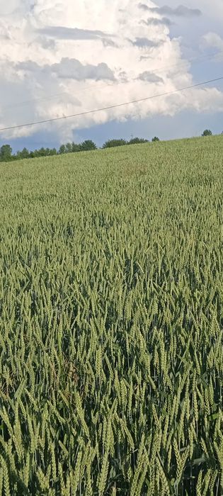 Sprzedam pszenicę   Patras pierwszy rok po kwalifikacje 2024